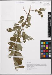 Foto von Salix cinerea L.
